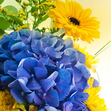 Spring Garden - Low Top Soap